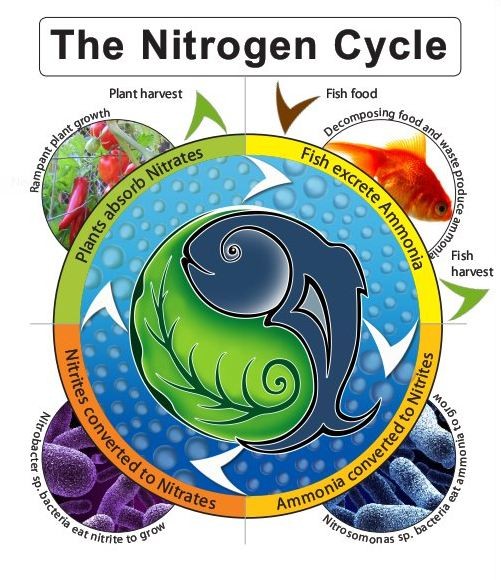 Aquponic cycle